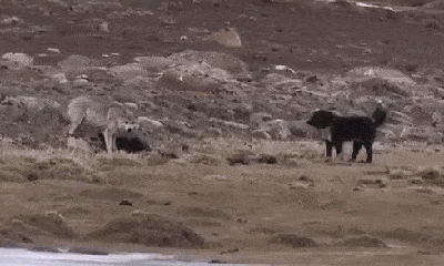 Video: Chó sói đại chiến kinh hoàng với 6 con chó nhà
