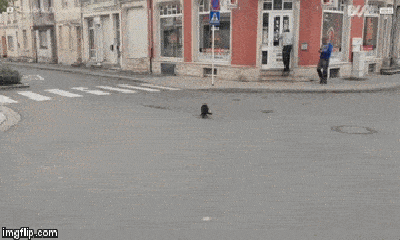 Video: Chuột cống liên tiếp phản công, mèo khiếp vía chạy 