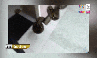 Video: Người đàn ông bị trăn khổng lồ trong bồn cầu cắn thẳng vào 