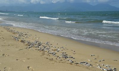 Điều tra nguyên nhân cá chết hàng loạt dạt vào bờ biển Đà Nẵng 