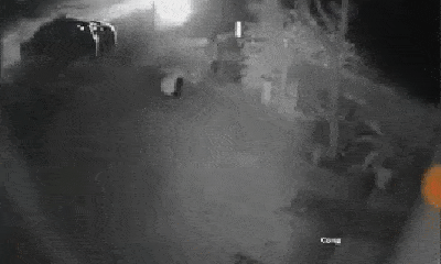 Video: Người đàn ông đi xế hộp thản nhiên trộm hoa lúc nửa đêm