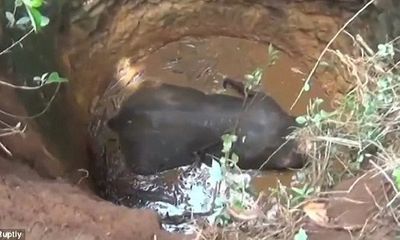 Video: 6 giờ nỗ lực giải cứu voi con bị rơi xuống giếng sâu 9 mét