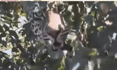 Video: Bị trâu điên đánh đuổi, báo hoa mai hoảng sợ phải leo lên cây lánh nạn