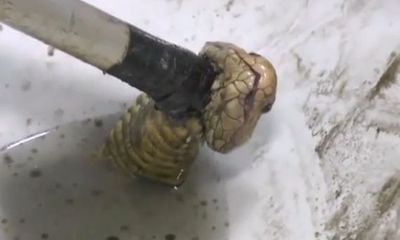 Video: Rùng mình rắn hổ mang dài 1m chui lên từ bồn cầu