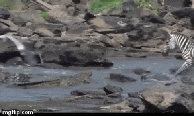 Video: Liều mạng vượt sông, ngựa vằn bị đàn cá sấu đoạt mạng trong tích tắc