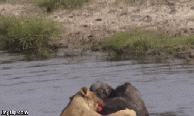 Video: Trâu rừng đơn độc thoát chết thần kì giữa bầy sư tử đói ăn