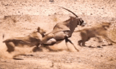 Video: 2 con sư tử điên cuồng truy sát linh dương và cái kết bất ngờ