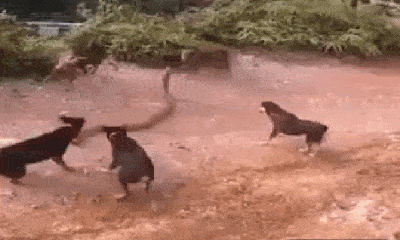 Video: Chó truy sát, cắn đứt đôi rắn hổ ngựa
