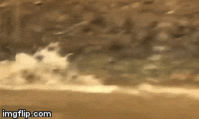 Video: Báo và cá sấu hỗn chiến quyết liệt dưới lòng sông