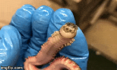 Video: Phát hiện sinh vật kỳ dị có thể lộn mặt vào thân