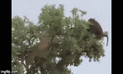 Clip: Đói ăn sư tử leo lên tận cây bắt khỉ tinh ranh