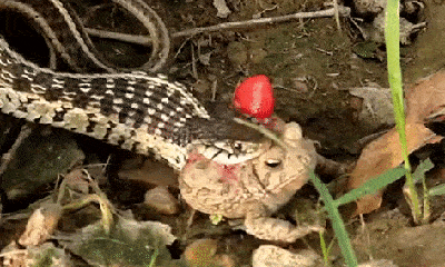 Video: Kinh ngạc cảnh rắn nuốt chửng cóc 