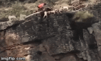 Video: Mải xé xác con mồi, cả bầy chó săn rơi xuống vách núi