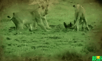Video: Cầy Mangut một mình đối đầu cả bầy sư tử