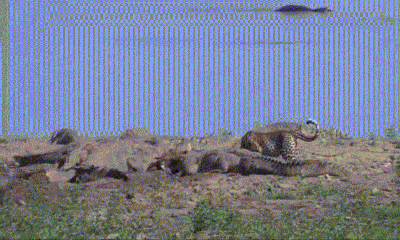 Video: Báo đốm liều lĩnh trộm thức ăn của đàn cá sấu