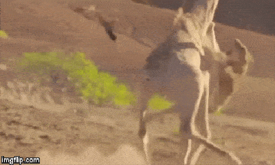 Video: Sư tử ranh mãnh nhào lộn trên không quật ngã hươu cao cổ