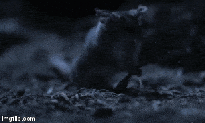 Video: Thú có túi hạ gục bọ cạp trong bóng đêm