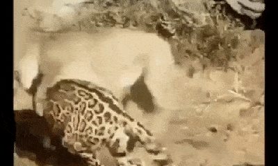 Video: Kinh hoàng cảnh 2 con báo lao vào đánh nhau đến chết