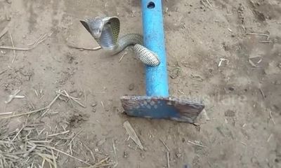 Video: Cưa ống sắt giải cứu rắn hổ mang dài 1,2 mét mắc kẹt