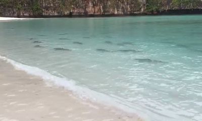 Video: Cá mập vây đen lũ lượt ùa về sau khi bãi biển cấm du khách