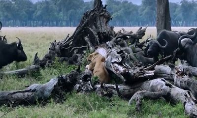 Video: Sư tử mẹ liều mình đẩy lùi đàn trâu rừng kéo tới giết con