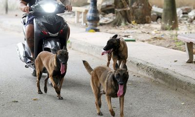 Hà Nội thành lập đội săn bắt chó thả rông, bắt đâu hoạt động từ đầu năm 2019