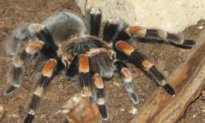 Video: Rợn người chứng kiến nhện tarantula run rẩy lột xác