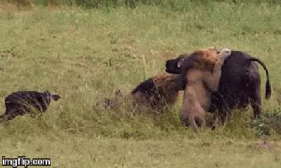 Clip: Cuộc chiến sinh tồn của 2 mẹ con trâu rừng với đàn sư tử hung dữ