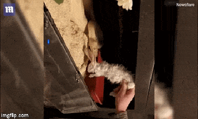 Video: Trăn bạch tạng dài hơn 2m cắn phập răng vào tay chủ nhân gây sốc