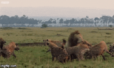 Video: Sư tử đực độc chiến cùng cả bầy linh cẩu