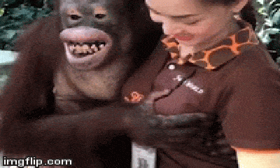 Video: Đười ươi “cười hớn hở” khi chạm ngực nữ nhân viên vườn thú