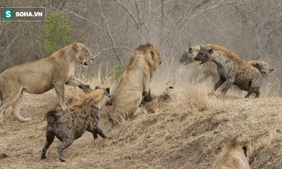 Video: Sư tử đực co rúm vì bị 12 con linh cẩu bao vây