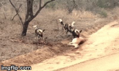 Video: Cận cảnh mẹ con linh dương bị bầy chó hoang xé xác