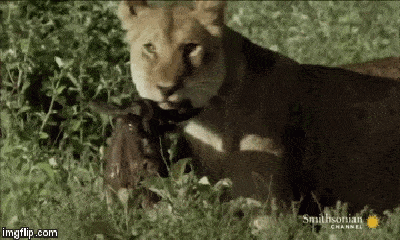 Video: Sư tử tha mạng cho linh dương con vì lý do khó tin
