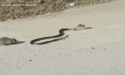 Video: Chuột mẹ điên cuồng cắn vào đuổi rắn đói để đòi con