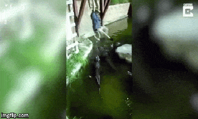 Video: Dây thừng đứt phựt, người đàn ông rơi thẳng xuống bể đầy cá sấu đói