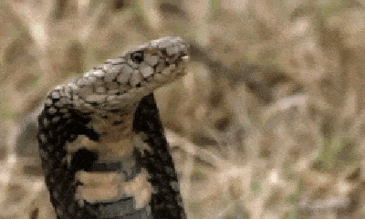 Video: Rắn hổ mang bị bầy cầy mangut xé xác không thương tiếc