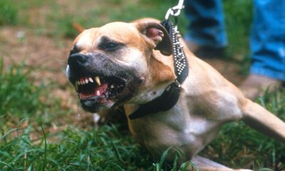 Bị chó Pitbull thả rông điên cuồng tấn công, kéo lê nhiều mét khi ra hồ tập thể dục