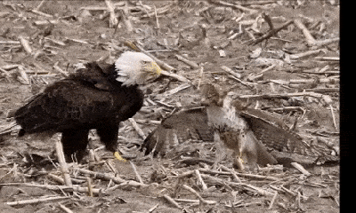 Video: Chim ưng chiến đấu ác liệt với đại bàng để giành rắn chuột