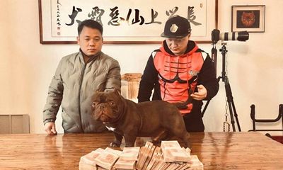Đại gia trẻ người Việt chi 2,6 tỷ đồng để mua thú cưng