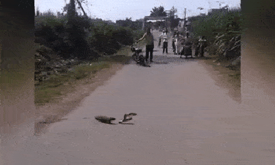 Video: Cầy mangut tung cú knock out cực đỉnh, hạ gục rắn hổ mang
