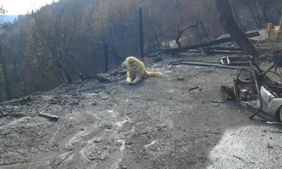 Sau thảm kịch cháy rừng ở Mỹ, chú chó vẫn tìm đường về nhà và nằm đợi chủ
