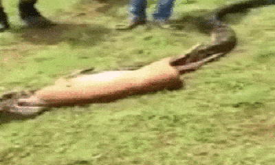 Video: Chuyên gia bắt rắn ép trăn khổng lồ nôn 