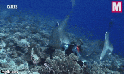 Video: Thợ lặn bị đàn cá mập bao vây, ngoạm thẳng vào mặt