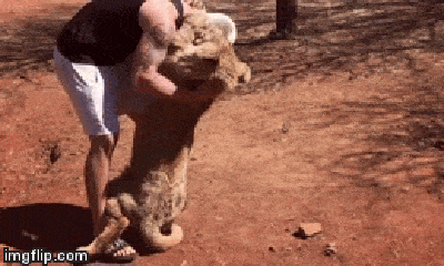 Video: Sư tử lao đến làm nũng với con người cực đáng yêu