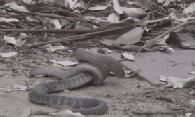 Video: Rùng mình rắn hổ mang 