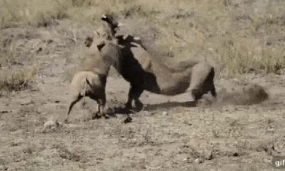 Video: Sư tử lao vào tấn công, kết liễu lợn rừng nặng 100kg trong nháy mắt