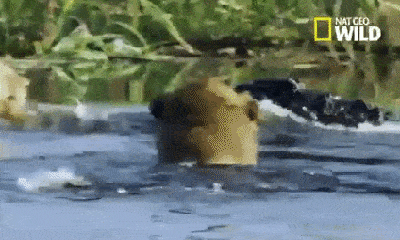 Video: Rủ nhau bơi sông, anh em sư tử gặp 