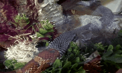 Video: Rùng mình cảnh lột da rắn hổ mang chúa