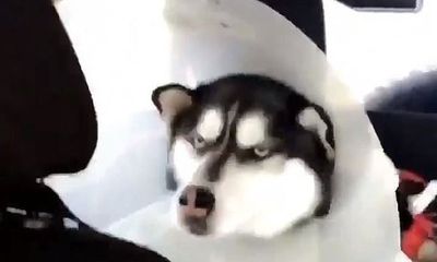 Video: Phì cười với biểu cảm hờn dỗi của chú Husky khi bị bác sỹ 